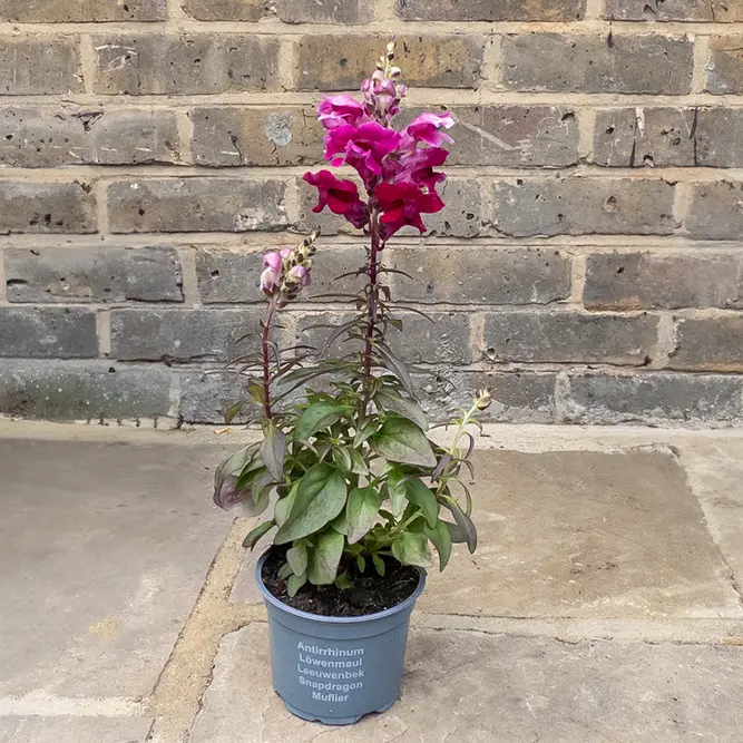 Antirrhinum 'Majus Red' (Pot Size 12cm) Snapdragon - image 2