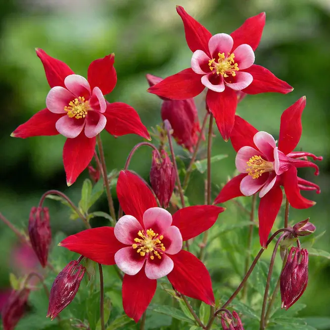 Aquilegia vulgaris ‘Red Hobbit’ (Pot Size 1L) Columbine