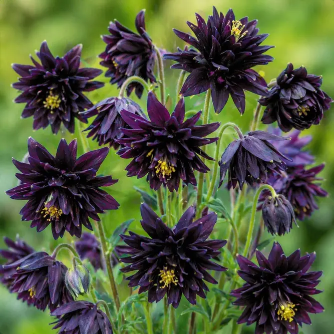 Aquilegia vulgaris var. stellata ‘Black Barlow’ (Pot Size 3L) Columbine