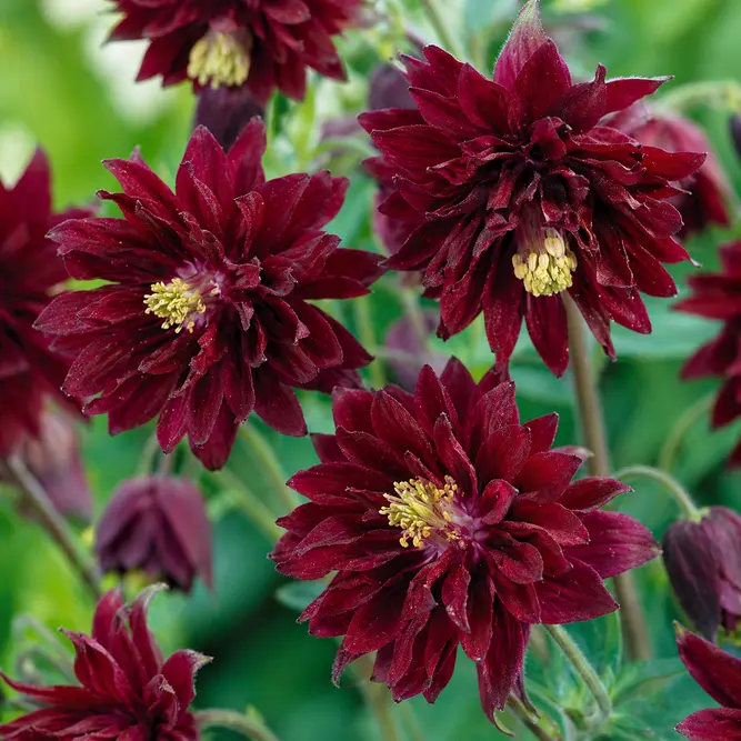 Aquilegia vulgaris var. stellata ‘Bordeaux Barlow’ (Pot Size 1L) Columbine