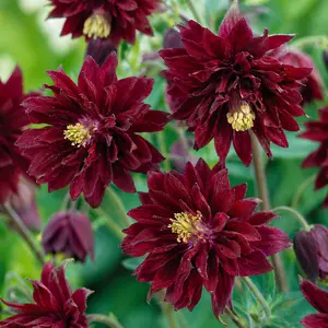 Aquilegia vulgaris var. stellata ‘Bordeaux Barlow’ (Pot Size 1L) Columbine