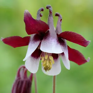 Aquilegia William Guiness (Pot Size 3L) Perennial