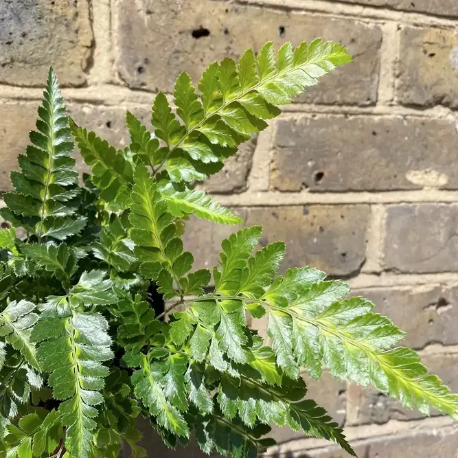Arachniodes aristata 'Variegata' (Pot Size 15cm)