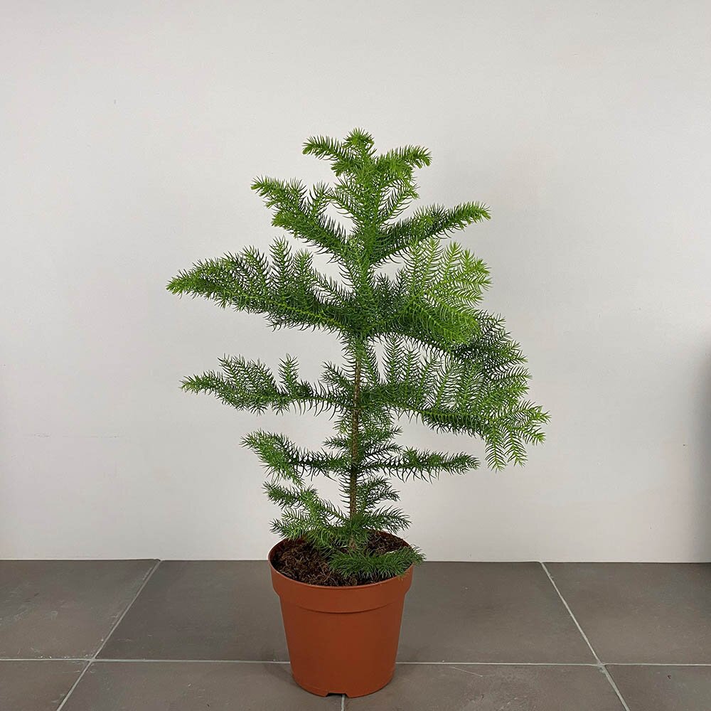 Araucaria Heterophylla Pot Size 17cm Norfolk Island Pine The Boma Garden Centre
