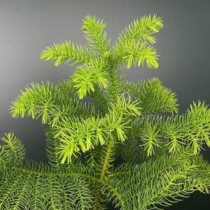 Araucaria heterophylla (Pot Size 17cm)  Norfolk island pine - image 2