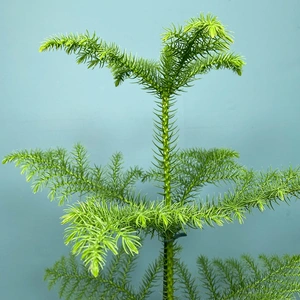 Araucaria heterophylla (Pot Size 17cm)  Norfolk island pine - image 2