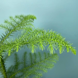 Araucaria heterophylla (Pot Size 17cm)  Norfolk island pine - image 4