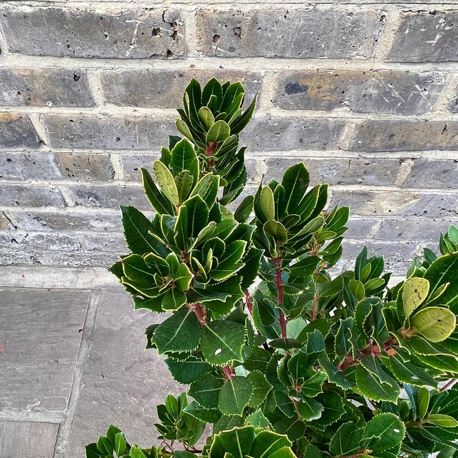 Arbutus unedo (Pot Size 5ltr) Strawberry Tree - image 1