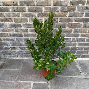 Arbutus unedo (Pot Size 5ltr) Strawberry Tree - image 2