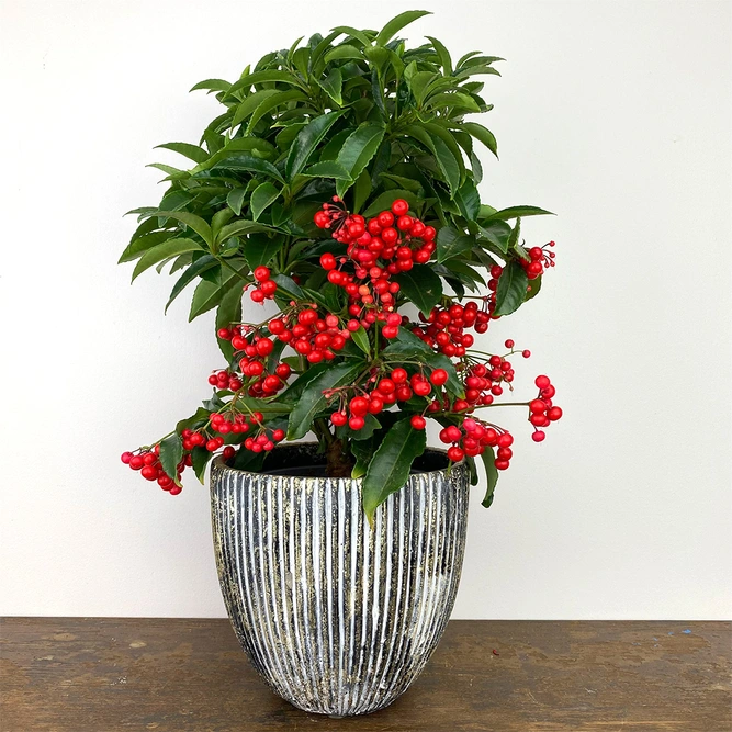 Ardisia crenata Red (Pot Size 14cm) Christmas berry - image 1