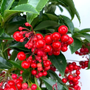 Ardisia crenata Red (Pot Size 14cm) Christmas berry - image 2