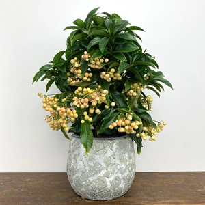 Ardisia crenata White (Pot Size 14cm) - image 1