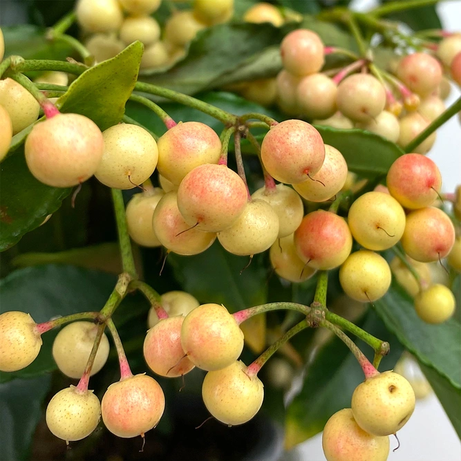 Ardisia crenata White (Pot Size 14cm) - image 2