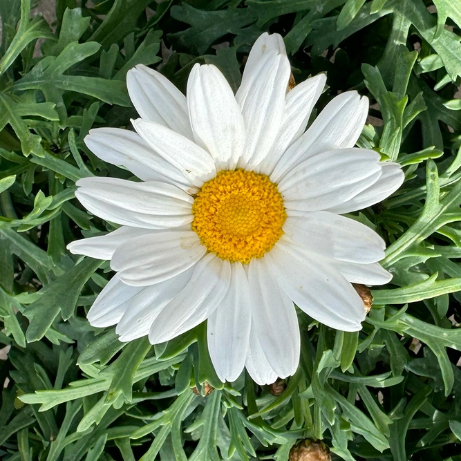 Argyranthemum frutescens Bush (Pot Size 14cm) Marguerite Daisy - image 2