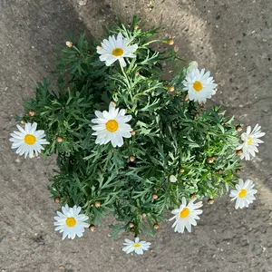 Argyranthemum frutescens Bush (Pot Size 14cm) Marguerite Daisy - image 3