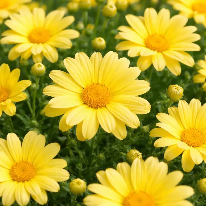 Argyranthemum frutescens (Pot Size 10.5cm) Yellow Marguerite Daisy