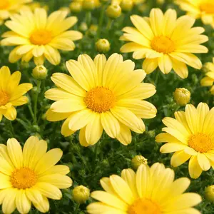 Argyranthemum frutescens (Pot Size 10.5cm) Yellow Marguerite Daisy