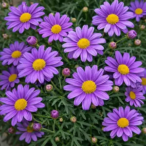 Argyranthemum frutescens 'Purple' (Pot Size 10.5cm) Marguerite Daisy