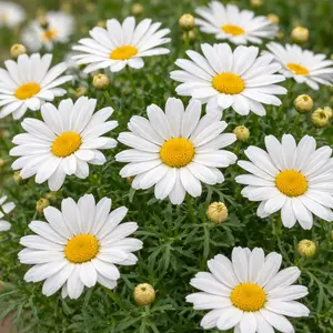Argyranthemum frutescens 'White' (Pot Size 10.5cm) Marguerite Daisy