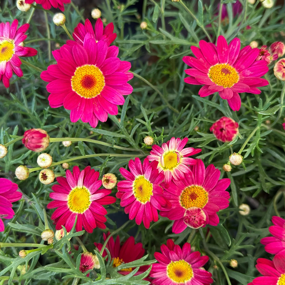 Argyranthemum 'Madeira Red' (Pot Size 1L) Marguerite Daisy - The Boma ...