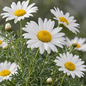 Argyranthemum (Pot Size 14cm) Marguerite Daisy
