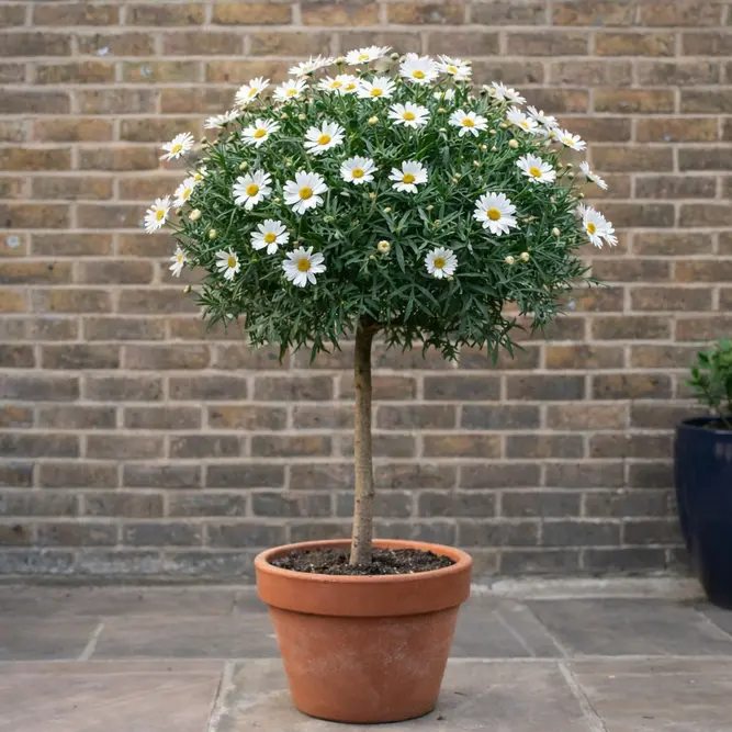 Argyranthemum Standard (Pot Size 14cm) Marguerite Daisy