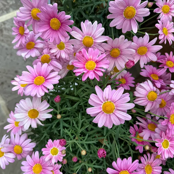 Argyranthemum Standard (Pot Size 18cm) Marguerite Daisy