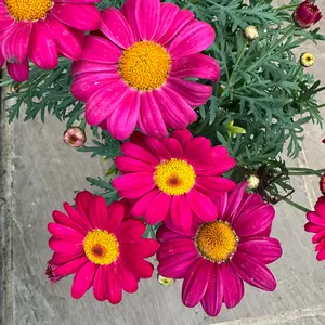 Argyranthemum Standard (Pot Size 14cm) Marguerite Daisy - image 2