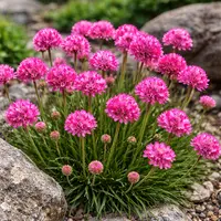 Armeria