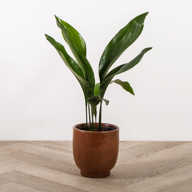 Cast Iron Plant Aspidistra Elatior