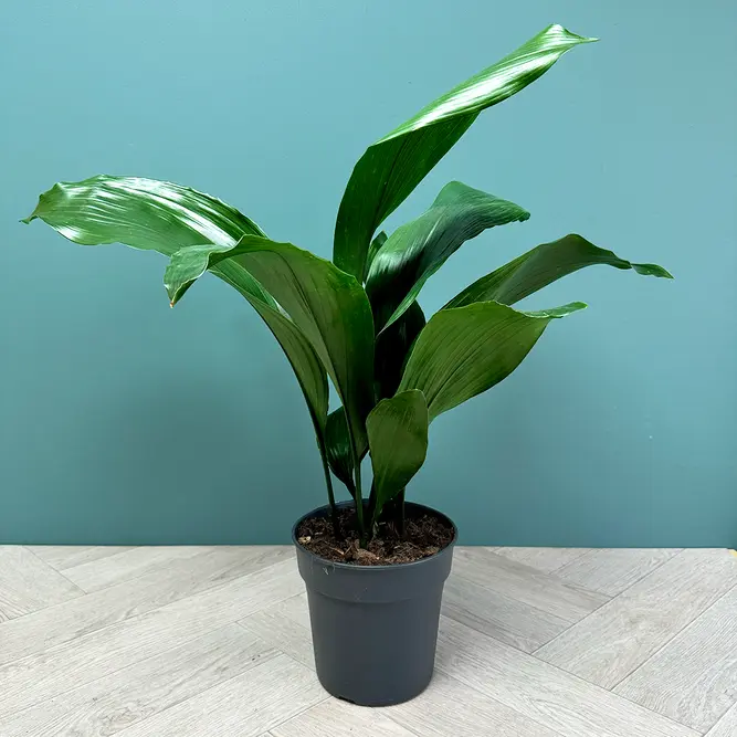 Aspidistra Elatior (17cm) Cast Iron Plant - image 2