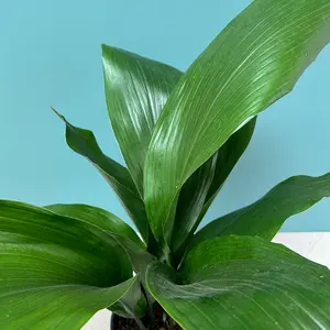 Aspidistra Elatior (17cm) Cast Iron Plant - image 5