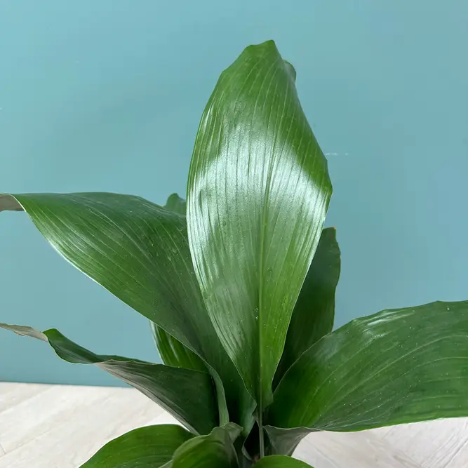 Aspidistra Elatior (17cm) Cast Iron Plant - image 6