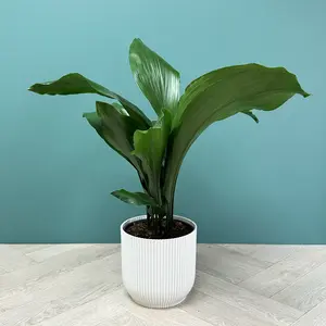 Aspidistra Elatior (17cm) Cast Iron Plant - image 3