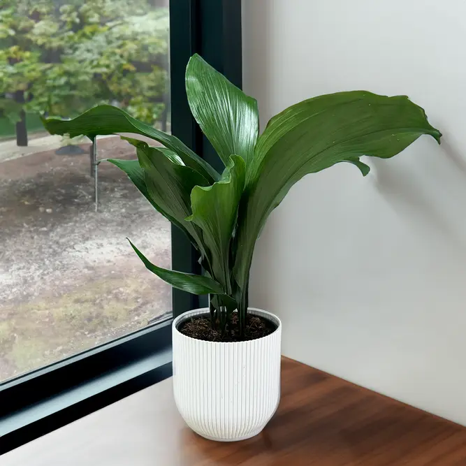 Aspidistra Elatior (17cm) Cast Iron Plant - image 1