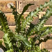 Asplenium