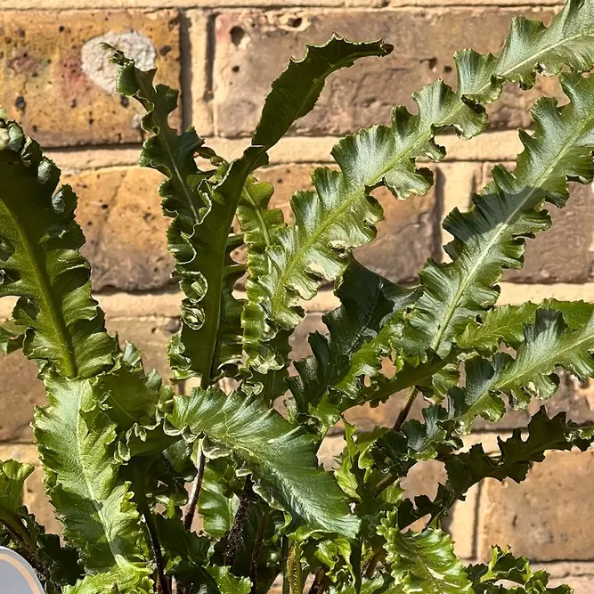 Asplenium angustifolium (Pot Size 11cm) - Hart's Tongue Fern