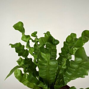 Asplenium nidus 'Crispy Wave' (Pot Size 12cm)  Crispy wave fern - image 3