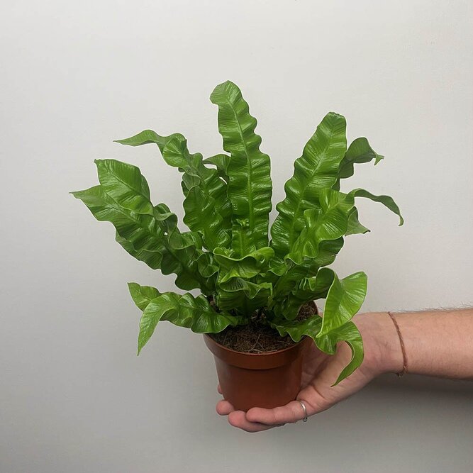 Asplenium nidus 'Crispy Wave' (Pot Size 12cm)  Crispy wave fern - image 4