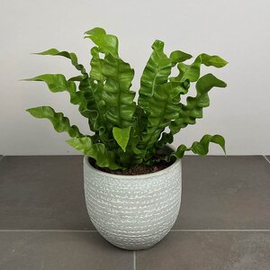 Asplenium nidus 'Crispy Wave' (Pot Size 12cm)  Crispy wave fern - image 2