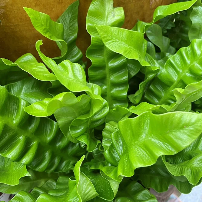 Asplenium nidus 'Crispy Wave' (Pot Size 12cm)  Crispy wave fern - image 1