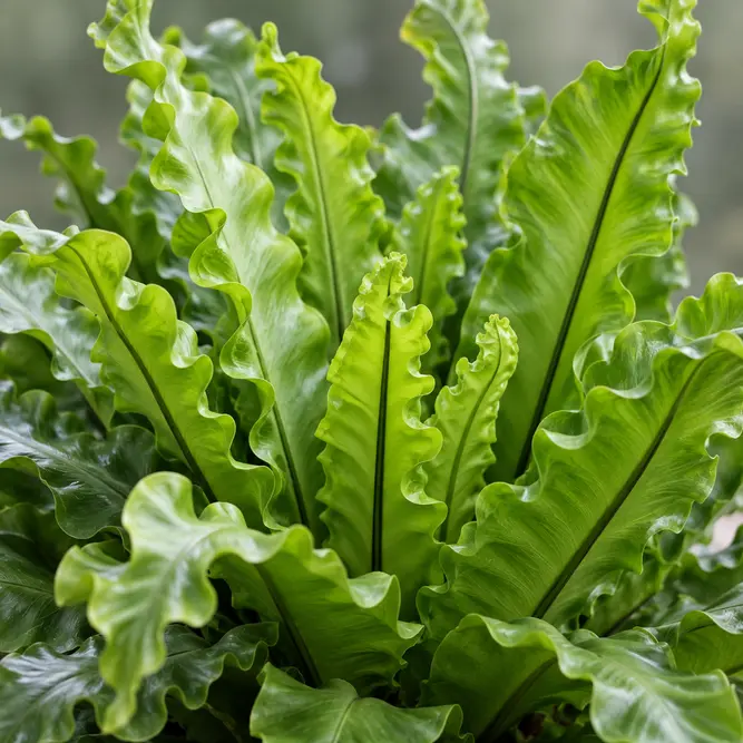 Asplenium nidus 'Crispy Wave' (Pot Size 17cm) Crispy wave fern