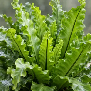Asplenium nidus 'Crispy Wave' (Pot Size 17cm) Crispy wave fern
