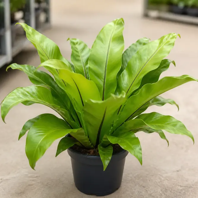 Asplenium nidus (Pot Size 12cm) Bird's Nest Fern