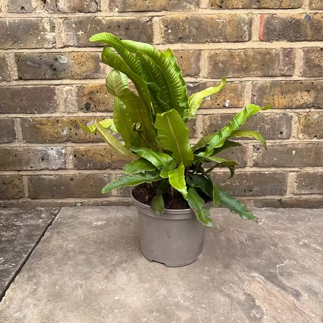 Asplenium scolopendrium (Pot Size 3L) - Hearts Tongue Fern - image 2