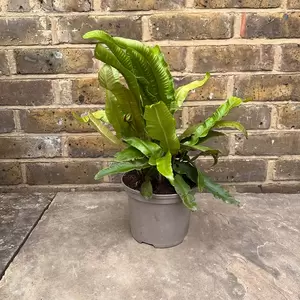 Asplenium scolopendrium (Pot Size 3L) - Hearts Tongue Fern - image 2