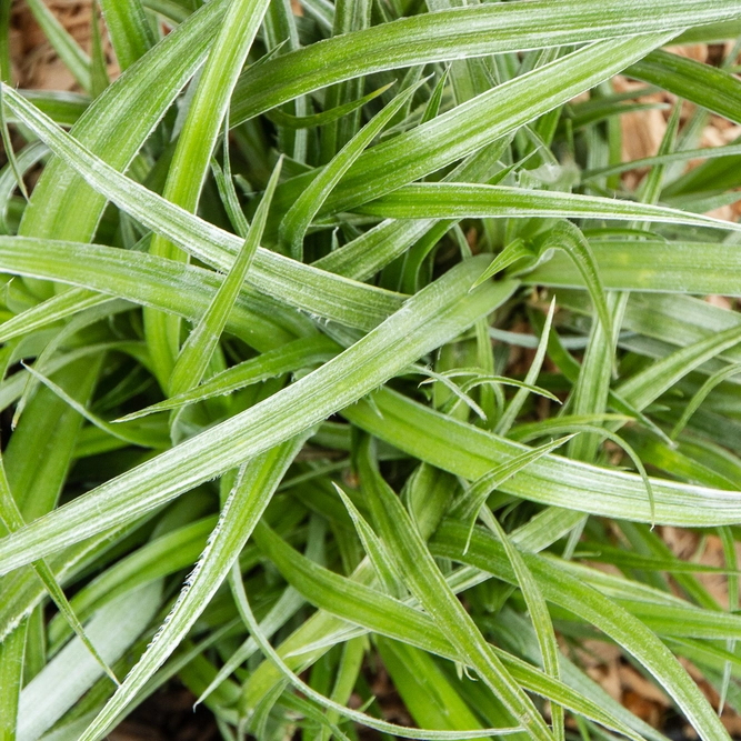 Astelia Banksii (3L) - image 4