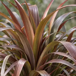 Astelia chathamica 'Red Shadow' (Pot Size 3ltr)