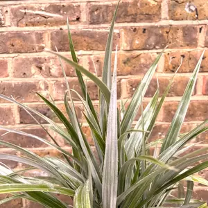 Astelia chathamica 'Silver Spear' (1L) Maori flax - image 1