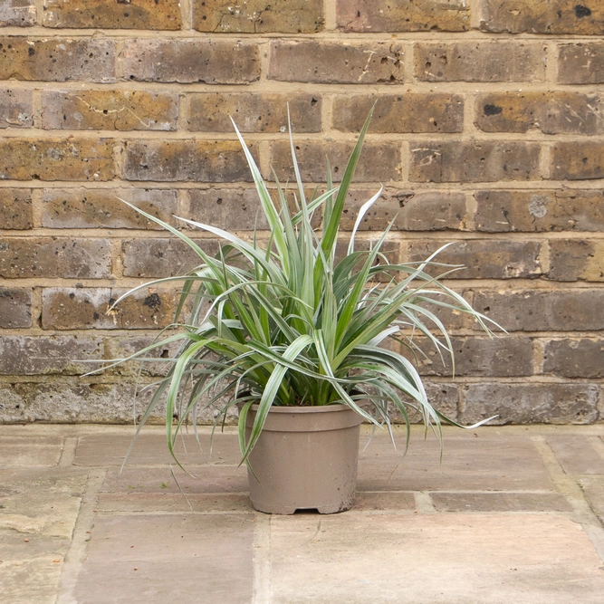 Astelia 'Silver Shadow' (Pot Size 3ltr) - image 1